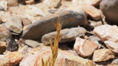 Festuca octoflora hirtella