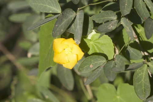 Whiteleaf Indian mallow (Abutilon hypoleucum)