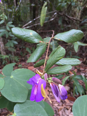 Periandra mediterranea