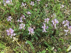 Astragalus distortus engelmannii