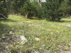 Astragalus distortus engelmannii