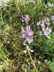 Astragalus distortus engelmannii