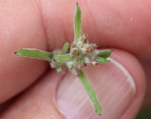 Image of Gamochaeta stagnalis by (c) Millie Basden, some rights reserved (CC BY)