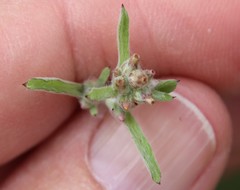 Gamochaeta stagnalis