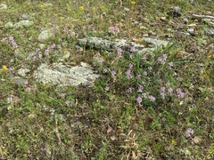 Astragalus distortus engelmannii