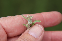 Gamochaeta stagnalis