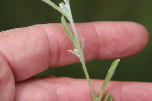 Image of Gamochaeta stagnalis by (c) Millie Basden, some rights reserved (CC BY)