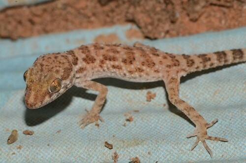 Southern Tuberculated Gecko