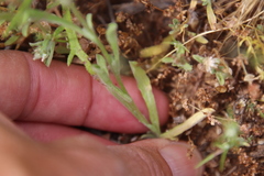 Gamochaeta stagnalis