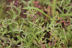 Gamochaeta stagnalis