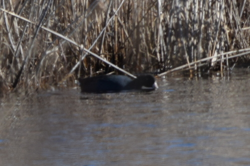 North American Coot photographed in Delaware