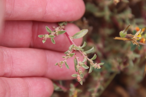 Davidson's saltbush (Atriplex pacifica)