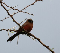 Black-Faced Waxbill photo 4