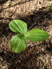 Melanthiaceae