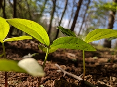 Melanthiaceae