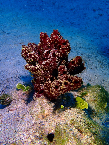 Pandaros acanthifolium Duchassaing & Michelotti, 1864