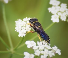 Ectemnius decemmaculatus