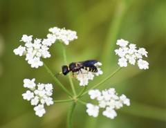 Ectemnius decemmaculatus