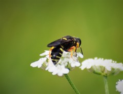 Ectemnius decemmaculatus