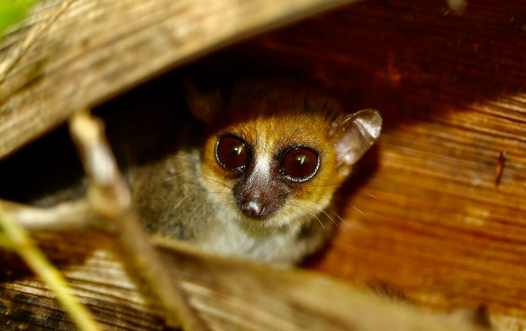 Claire's Mouse Lemur