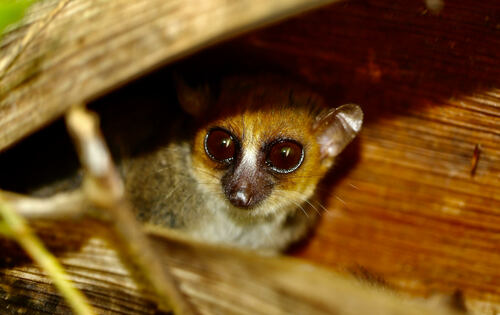 Claire's Mouse Lemur (Microcebus mamiratra) — Endangered Mammalia