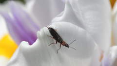Dasytomorphus ruficollis