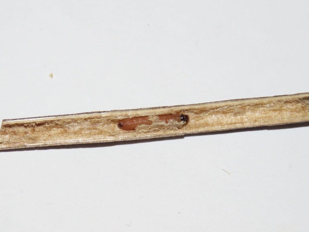 Endothenia daeckeana