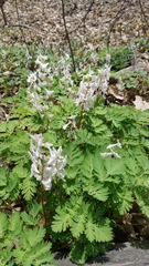 Dicentra cucullaria