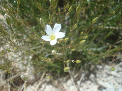 Eremogone macradenia