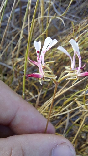 Image of Pelargonium ternifolium by (c) Jacques van der Merwe, some rights reserved (CC BY-SA)