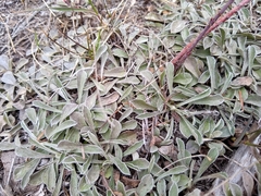 Antennaria marginata
