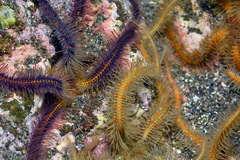 Ophiothrix spiculata image