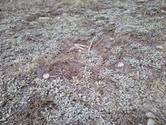 Antennaria marginata