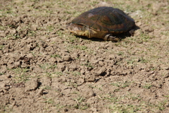 Eritrean Helmeted Turtle photo 1