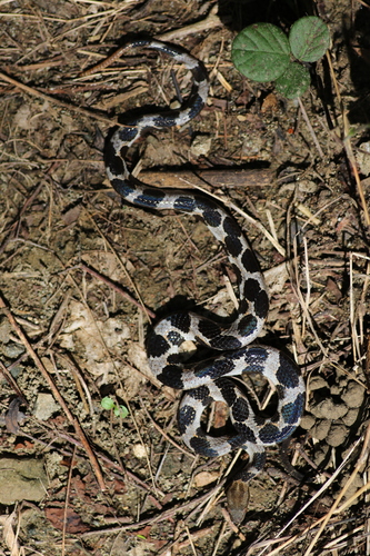 Wright's Dwarf Boa