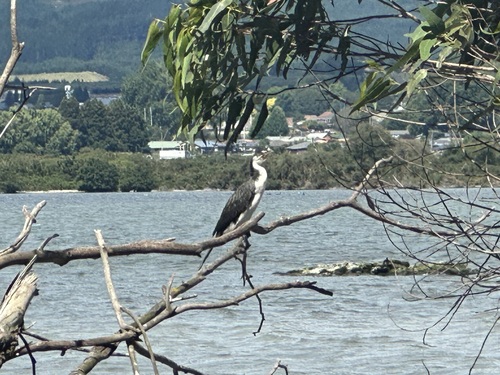 Phalacrocorax varius observed 2024-01-30
