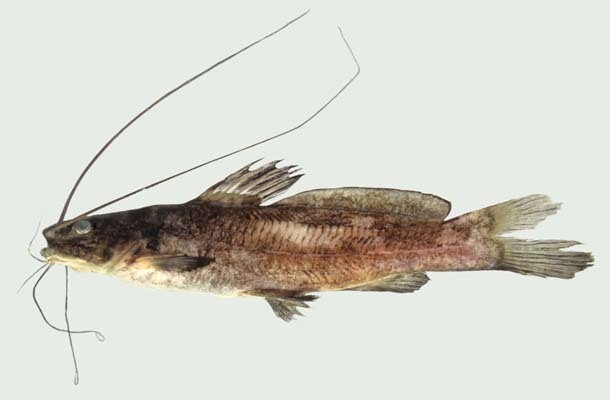 Three-barbeled Catfishes