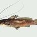 Three-barbeled Catfishes - Photo (c) FishWise Professional, some rights reserved (CC BY-NC-SA)
