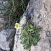 Brassica gravinae - Photo (c) Karim Haddad, some rights reserved (CC BY), uploaded by Karim Haddad