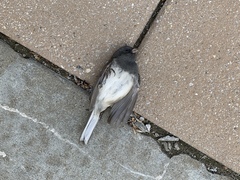 Junco hyemalis