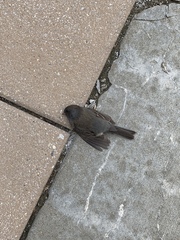 Junco hyemalis