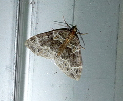 Ecliptopera silaceata