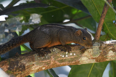 Layard's Palm Squirrel photo 2