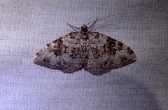 Xanthorhoe iduata