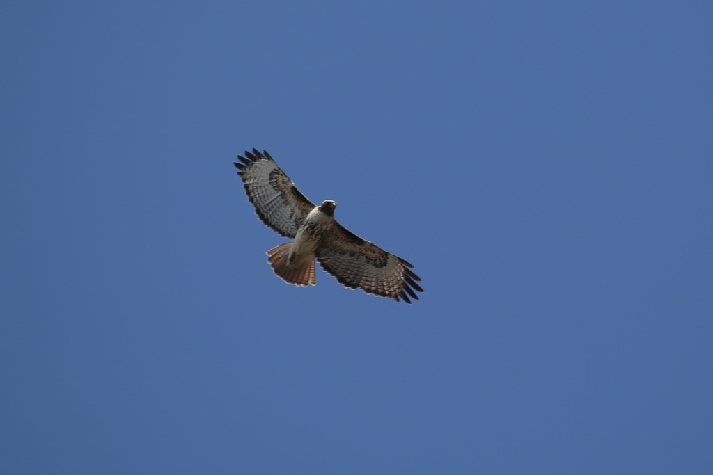 Red-tailed Hawk from Big Timber, MT 59011, USA on April 17, 2023 at 01: ...