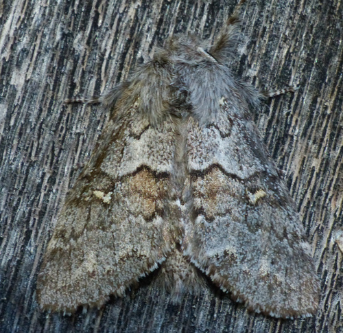 Four-spotted Gluphisia Moth photo 2