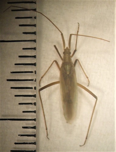 Megaloceroea recticornis