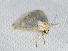 Argentostiria koebelei