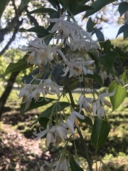 Styrax formosanus