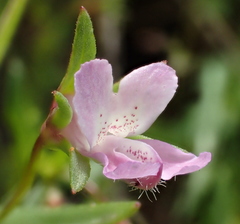 Collinsia sparsiflora